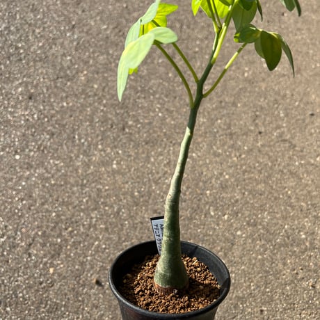 アデニアグラウカ | STORES