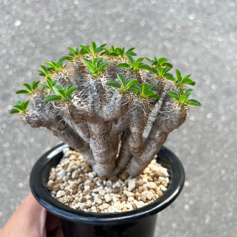 最新入荷 ユーフォルビア STELLA.PLANTS | ギラウミニアナ その他多肉植物