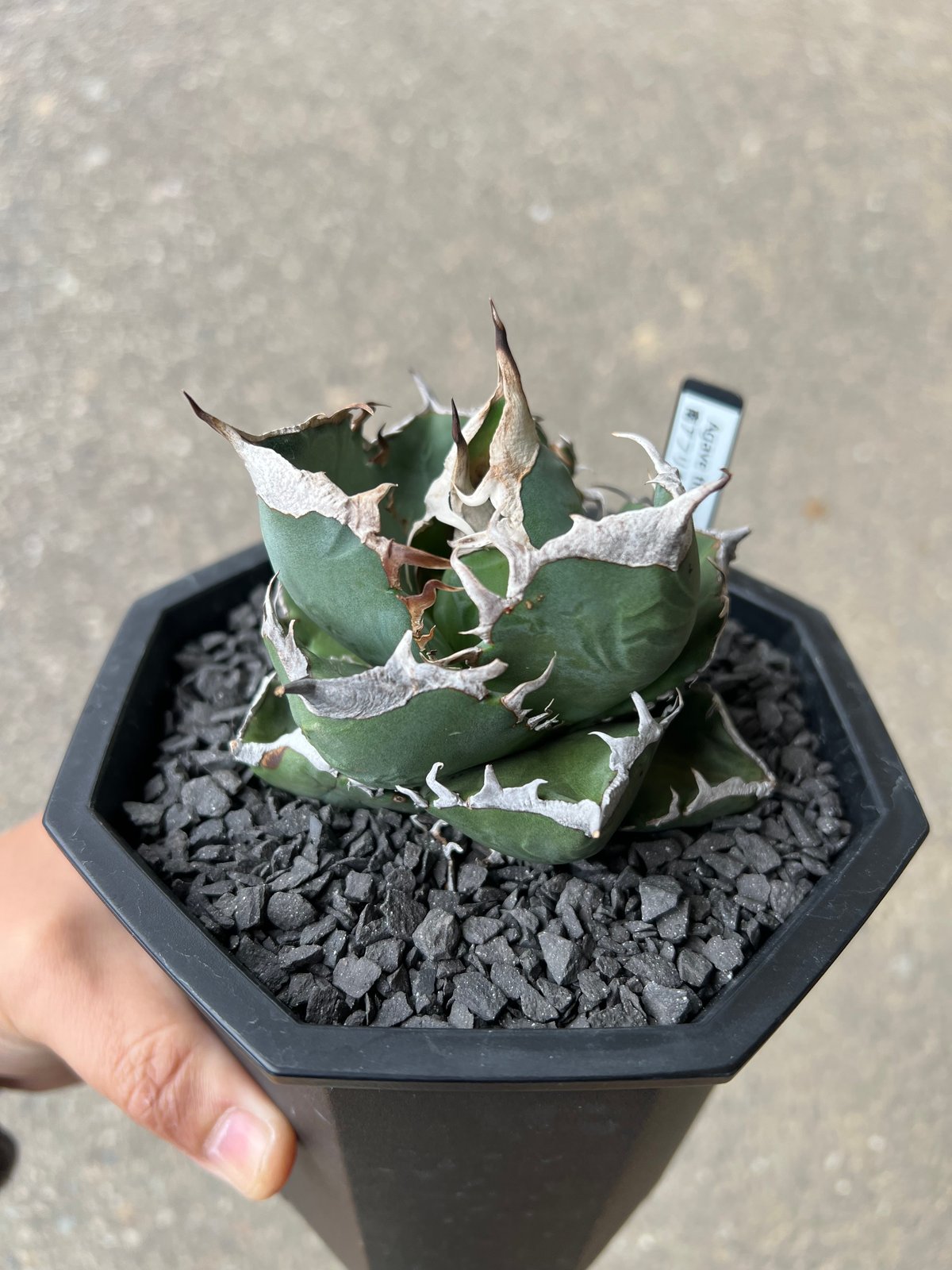 アガベ SAD（南アフリカダイヤモンド） | STELLA.PLANTS