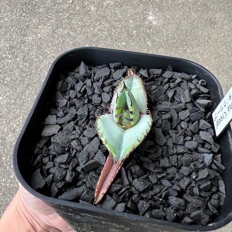 Agave titanota 'Creep'6