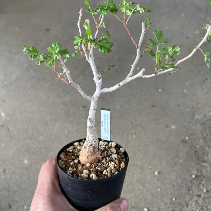 パキコルムス・ディスカラー（象の木）、コーデックス、塊根植物、実生、4株セット パキコルムス ディスカラー4 | STELLA.PLANTS