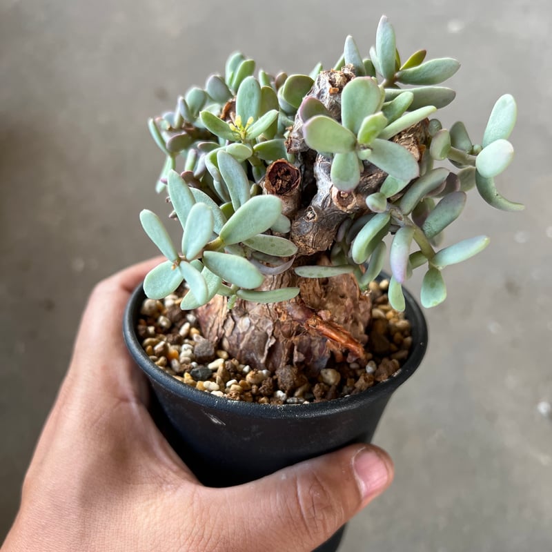 S 級極美株❗粒葉❗ケラリアピグマエア ケラリア ピグマエア10 | STELLA.PLANTS
