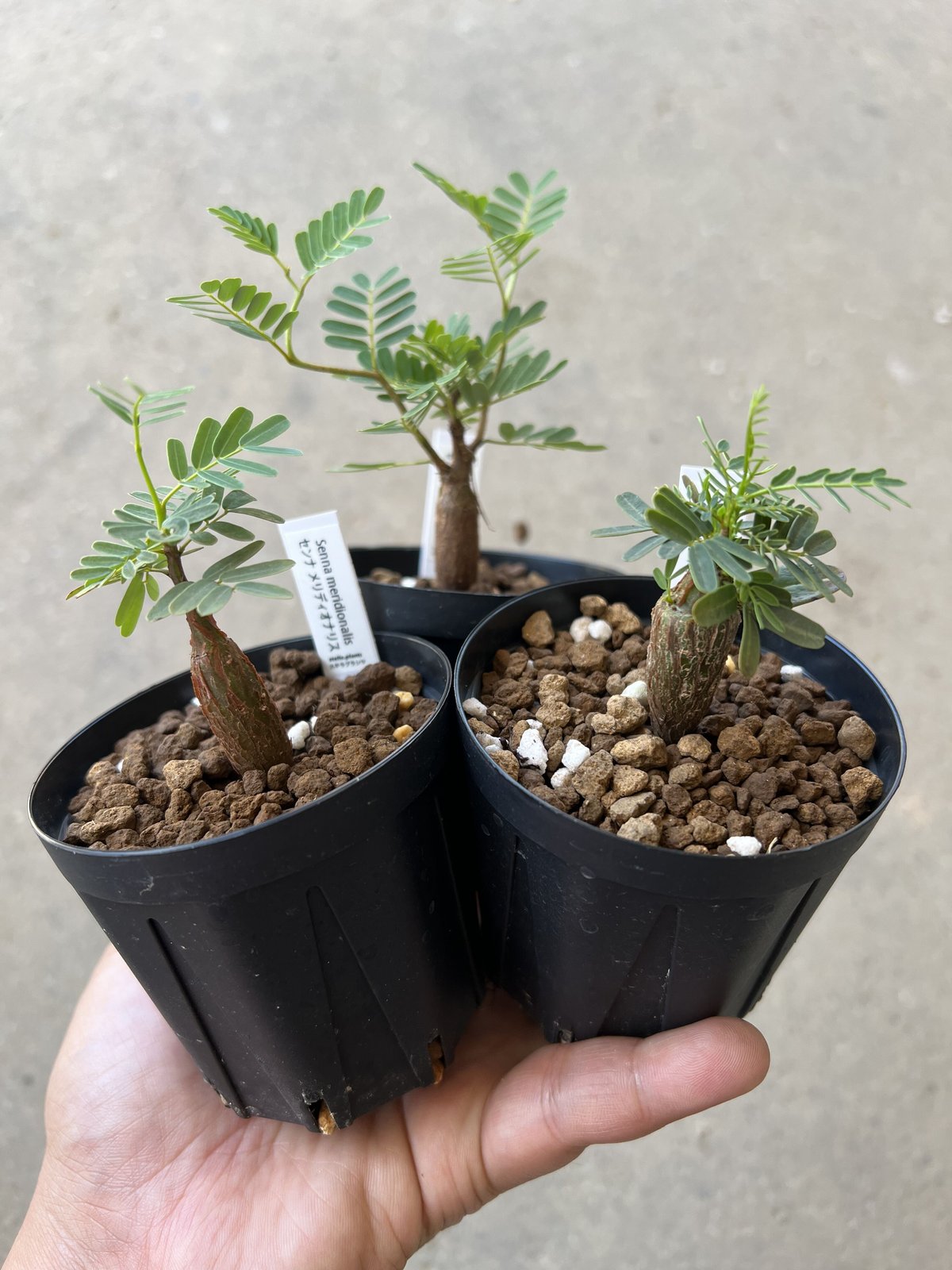 センナ メリディオナリス 実生 | STELLA.PLANTS