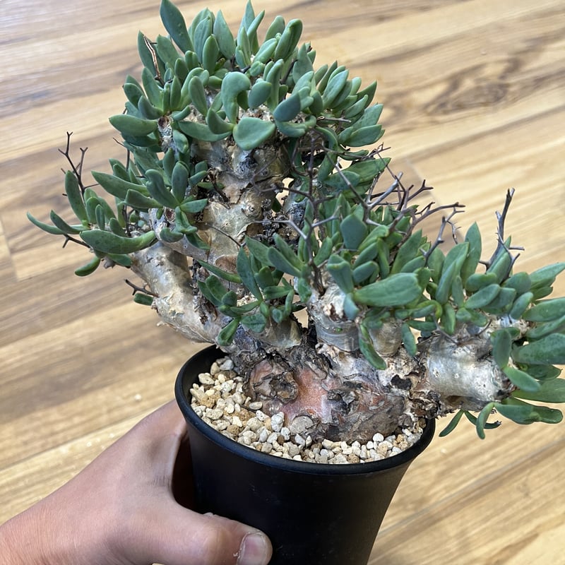 チレコドン レティキュラータス　万物想 チレコドン レティキュラータス Tylecodon reticulatus 万物想