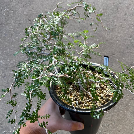 オペルクリカリアパキプス | STORES