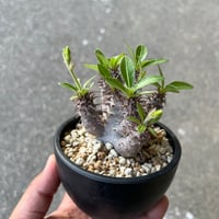 ユーフォルビア シミリラメア | STELLA.PLANTS