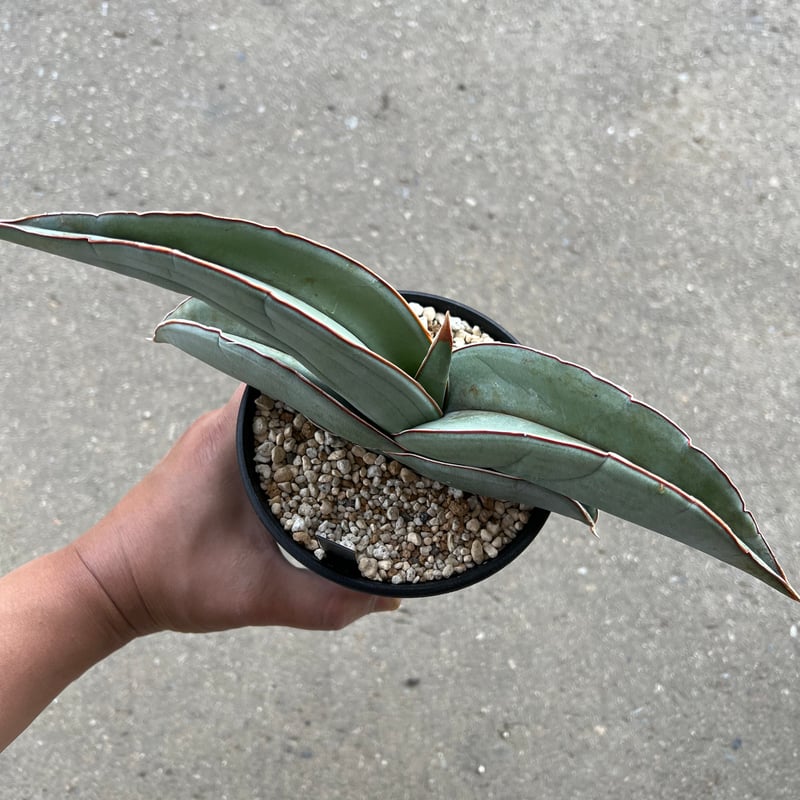 サンセベリア エーレンベルギー'バナナ' | STELLA.PLANTS サンセベリア エーレンベルギー'バナナ' | STELLA.PLANTS
