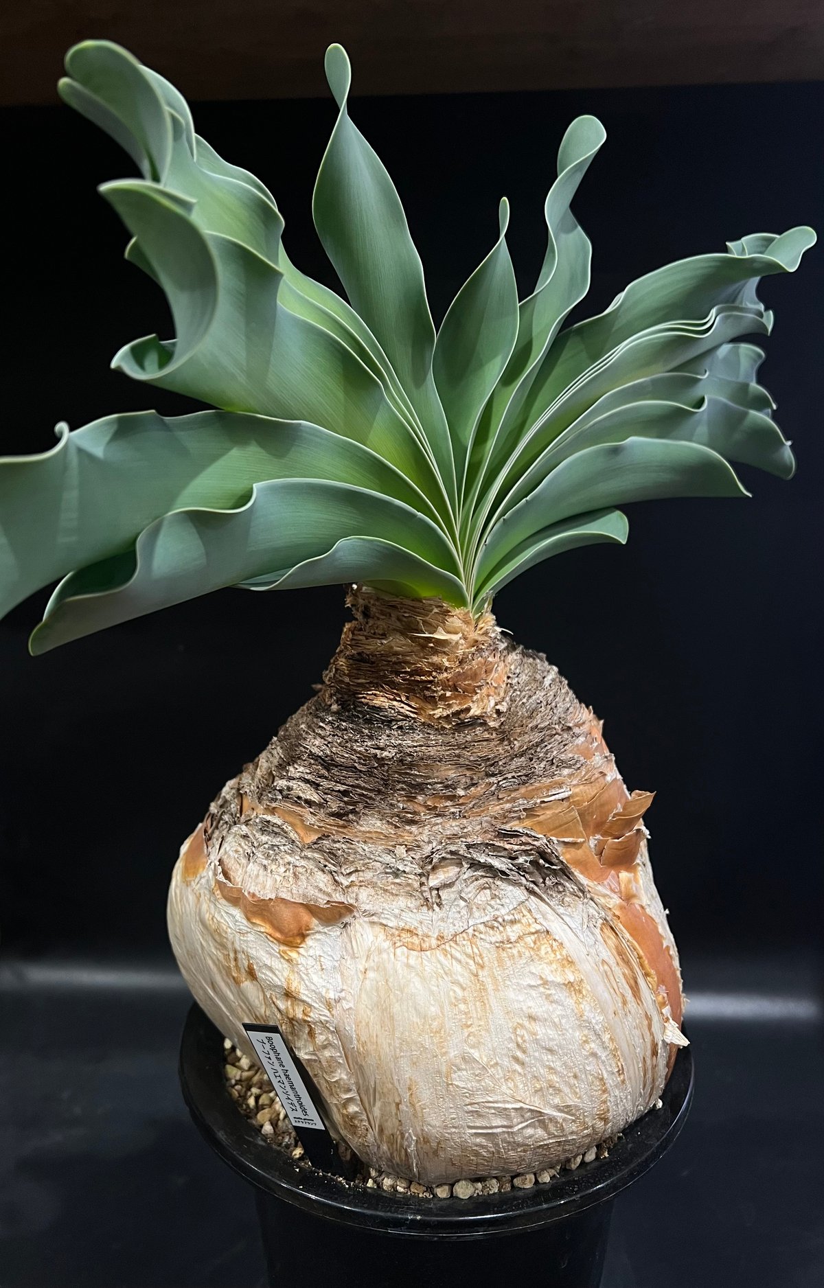 憧れ ブーファン ハエマンソイデス | STELLA.PLANTS その他観葉植物
