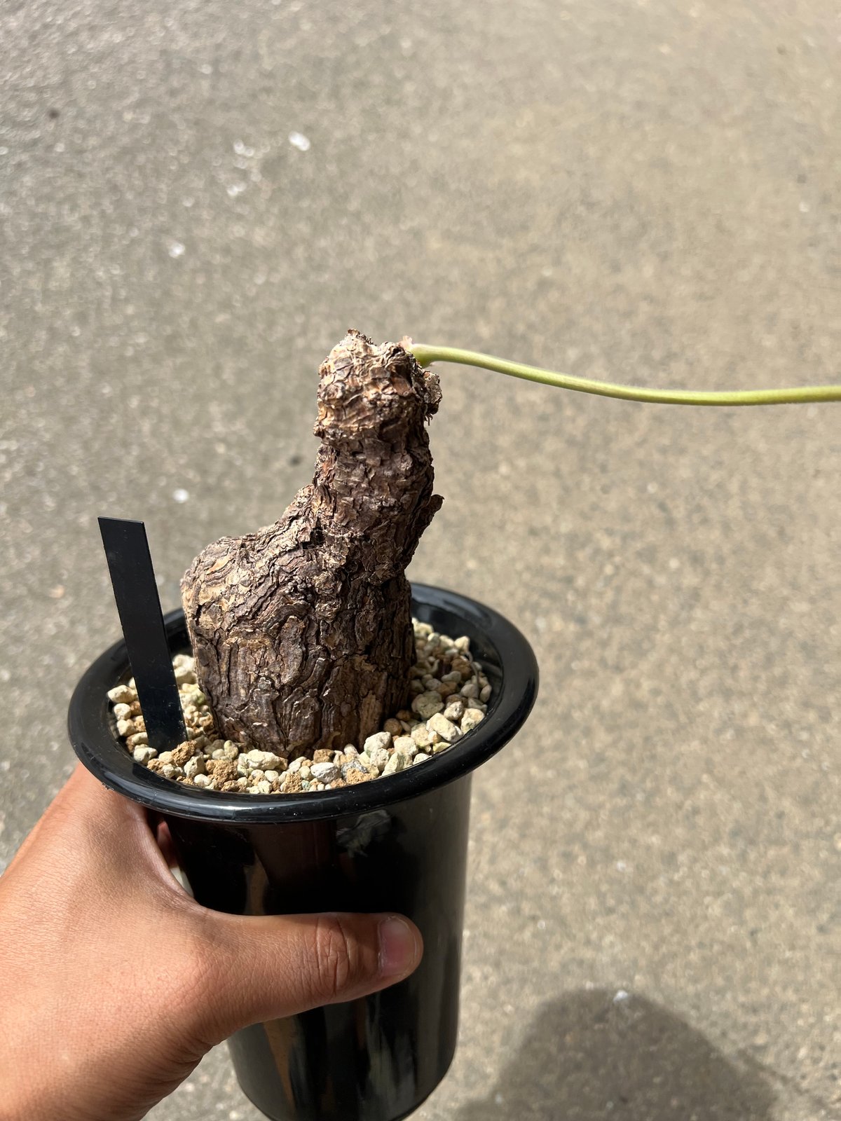 最終価格　ペラゴニウム　トリステ　鉢付き　手渡し可能 ペラルゴニウム トリステ | STELLA.PLANTS