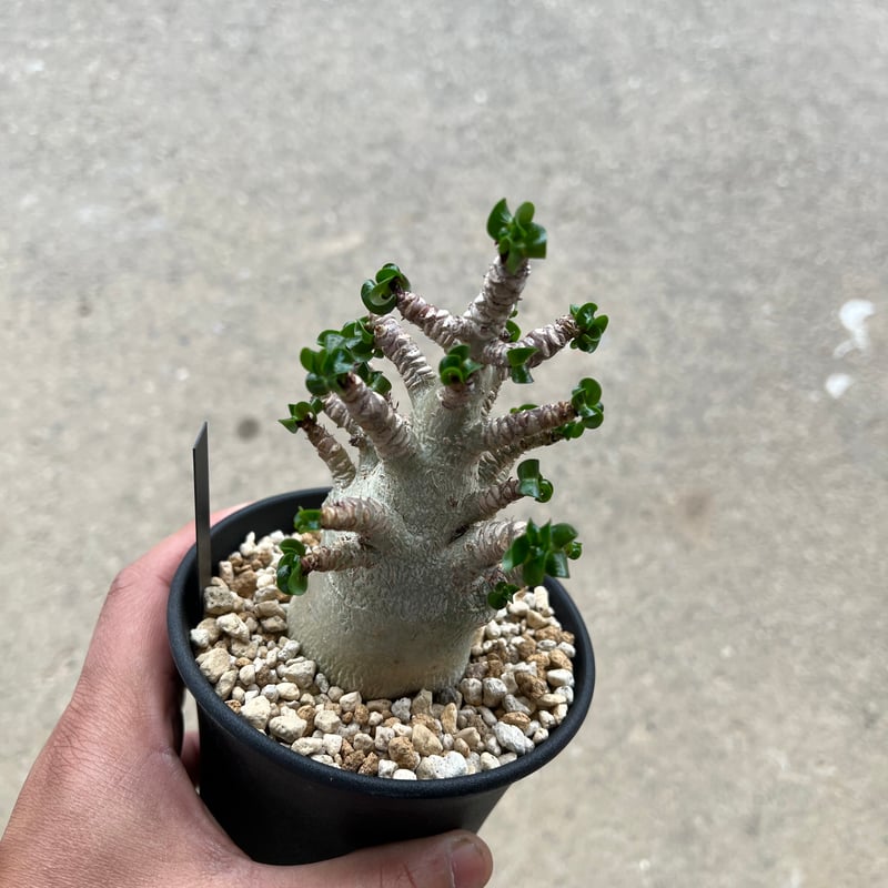 獅子葉/アデニウム/極美】Dorset Horn Adenium(DHA) ① 【公式 獅子葉/アデニウム/極美】Dorset Horn Adenium(DHA) ① 【公式