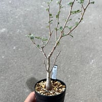 パキコルムス ディスカラー 3