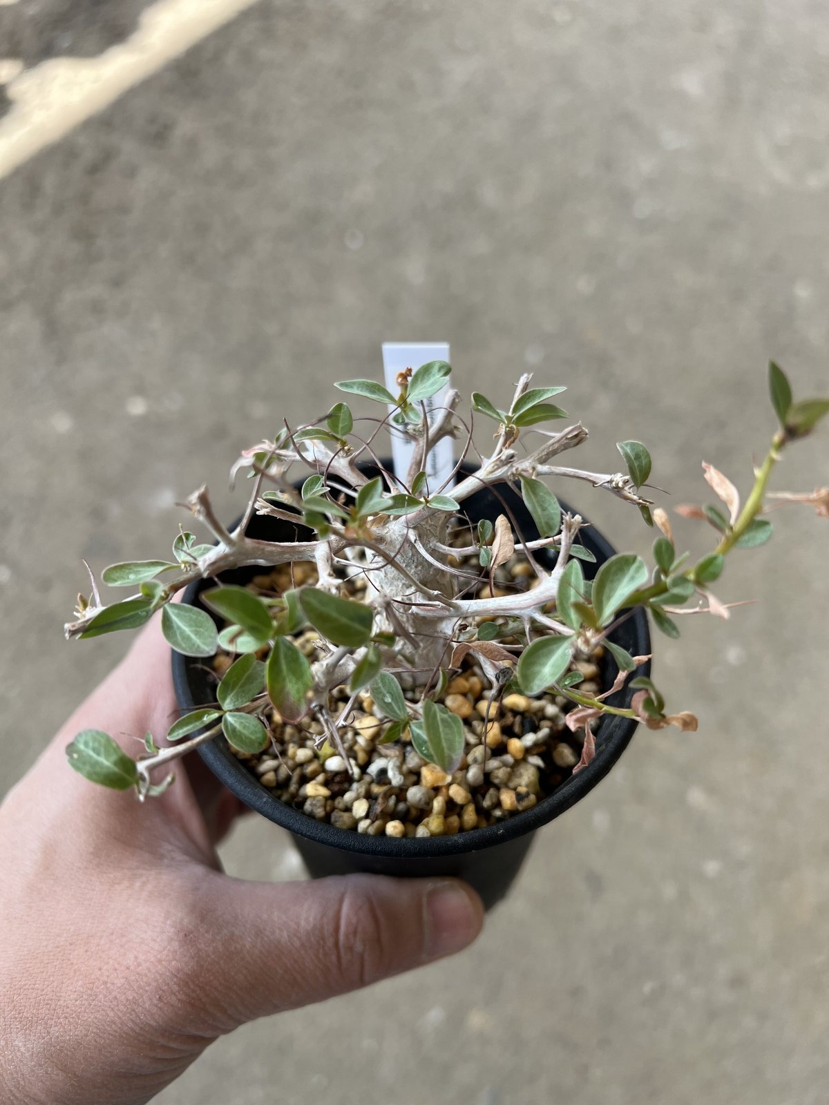 フォークイエリア　コルムナリス　実生　観峰玉 フォークイエリア コルムナリス観峰玉 | hanayoshi-botanical
