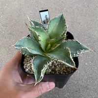 アガベ チタノタ ジャガーノート錦1 | STELLA.PLANTS