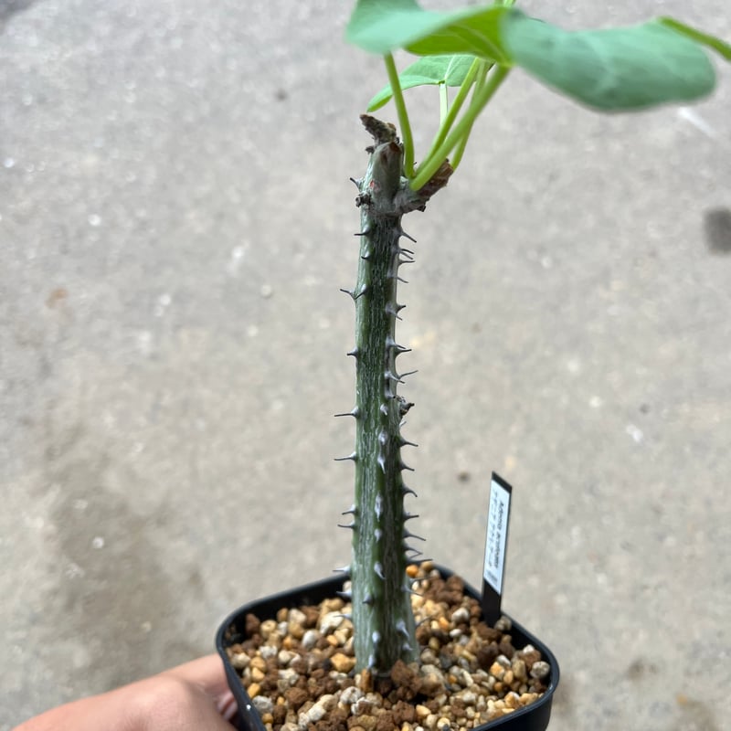 アデニア　アクレアータ　塊根植物 塊根植物：アデニア アクレアータ*現品 一品限り : 遊恵盆栽