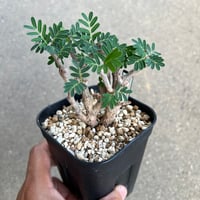 ケラリア ピグマエア 大株 | STELLA.PLANTS