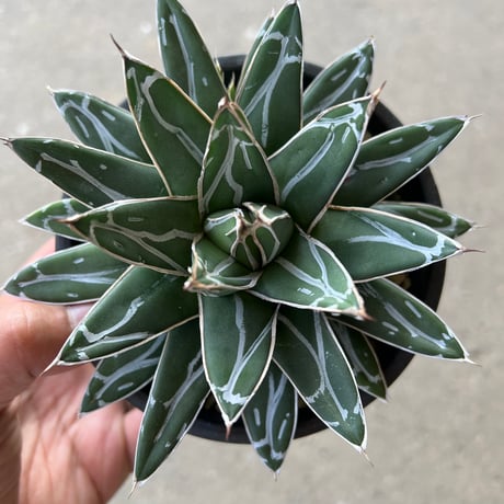 CATEGORY アガベ | STELLA.PLANTS CATEGORY アガベ | STELLA.PLANTS