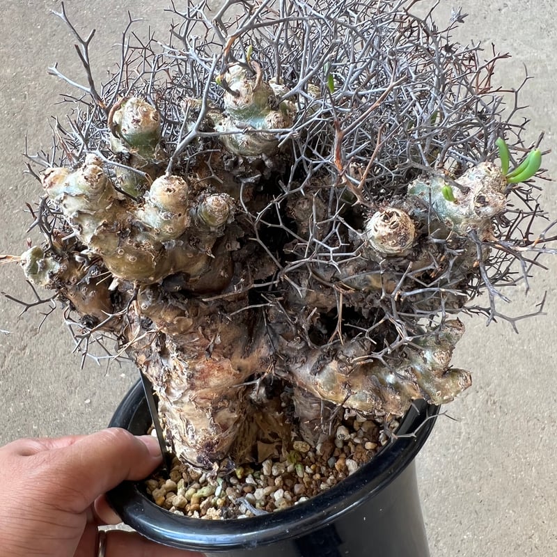 チレコドン レティキュラーツス 万物想 | STELLA.PLANTS チレコドン レティキュラーツス 万物想 | STELLA.PLANTS