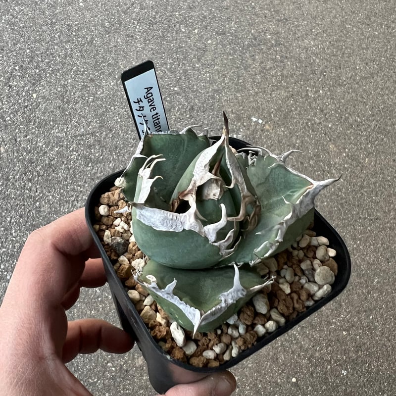 【アガベ】SAD 発根 活着済み アガベ チタノタ SAD 1 | STELLA.PLANTS