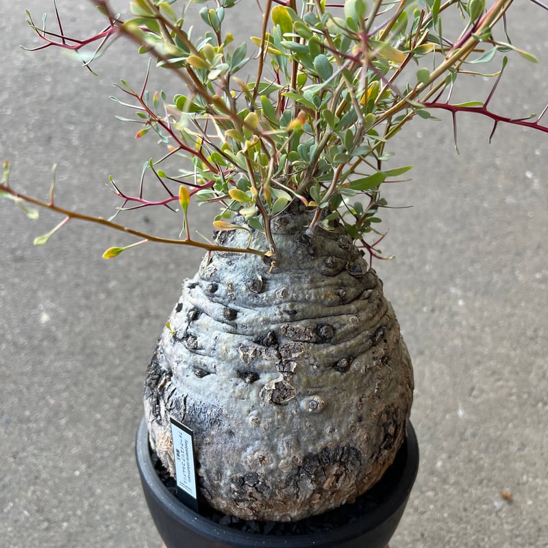 フォークイエリア コルムナリス 観峰玉 | STELLA.PLANTS
