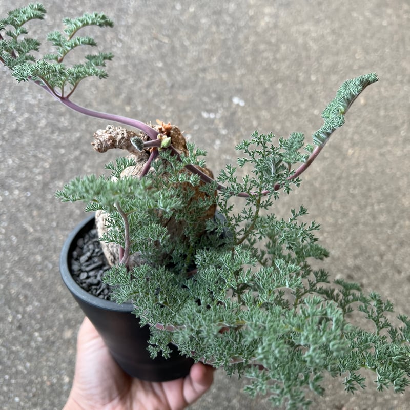 冬型セール中！　ペラルゴニウム　トリステ ペラルゴニウム トリステ | STELLA.PLANTS