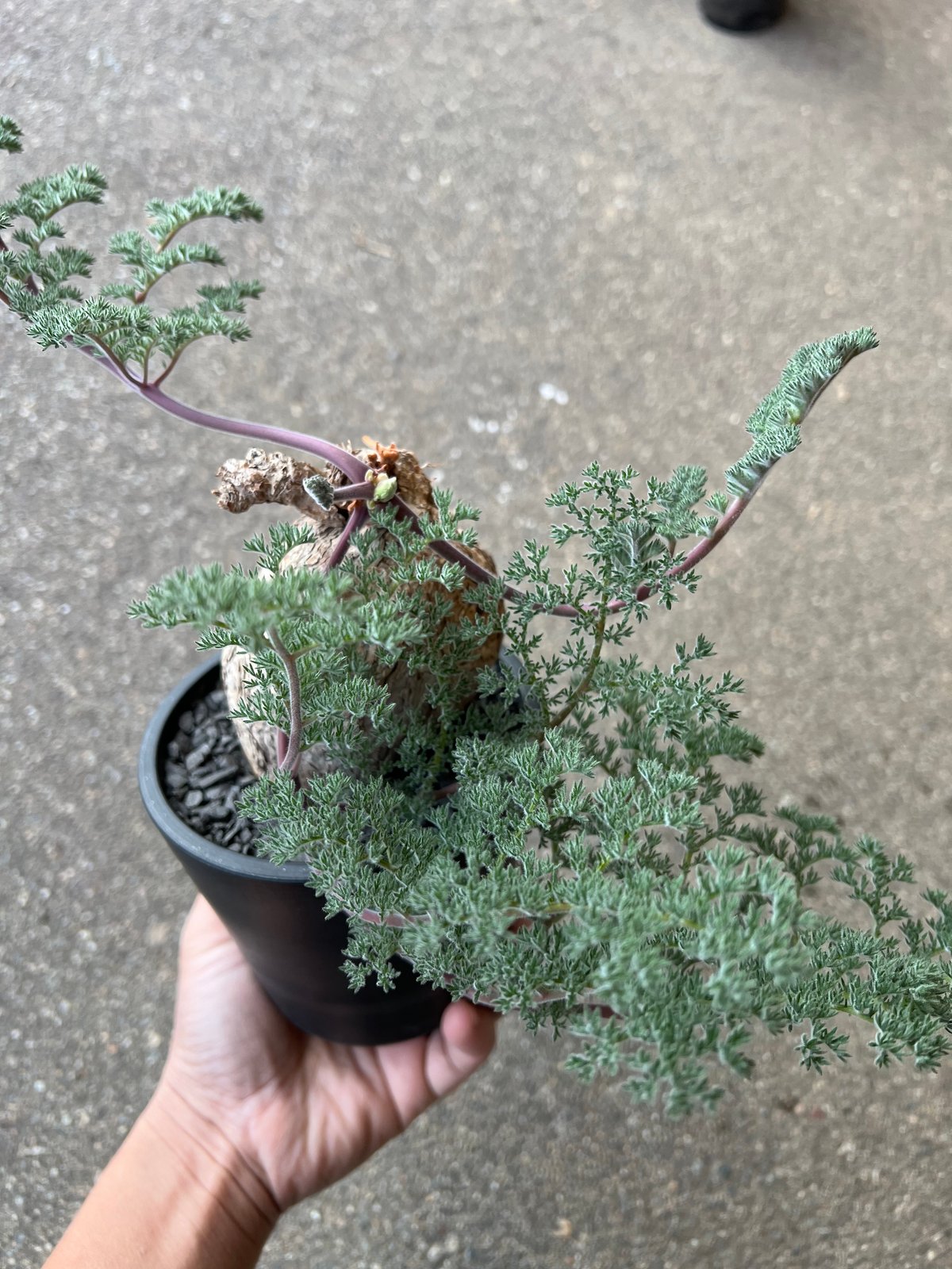 良形　ペラルゴニウム　トリステ ペラルゴニウム トリステ | ソレトナ植物店