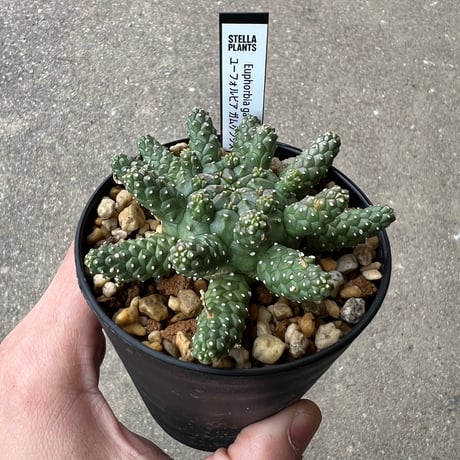 ユーフォルビア ガムケンシス2