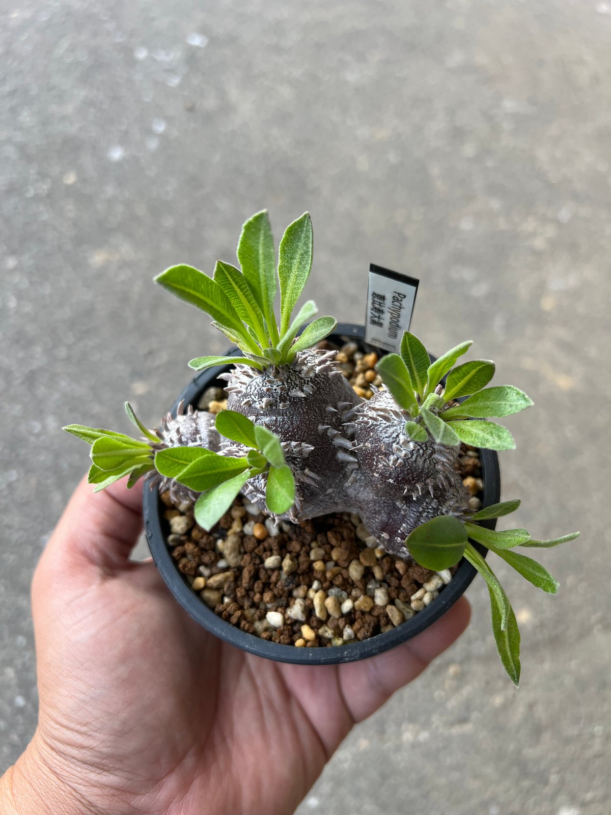 パキポディウム 恵比寿大黒3 | STELLA.PLANTS