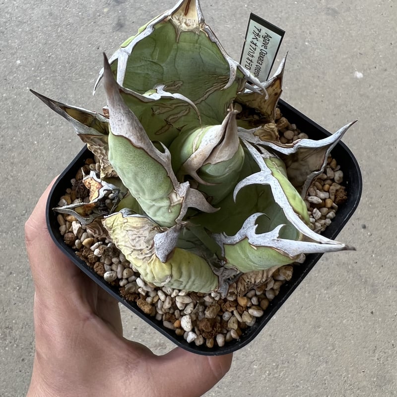 Agave Oaxaca oteroi | STELLA.PLANTS Agave Oaxaca oteroi | STELLA.PLANTS