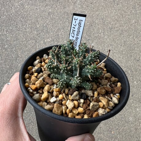 ユーフォルビア デセプタ1