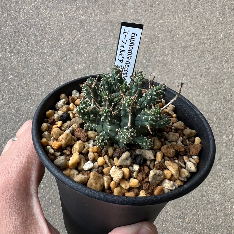 ユーフォルビア デセプタ1 | STELLA.PLANTS