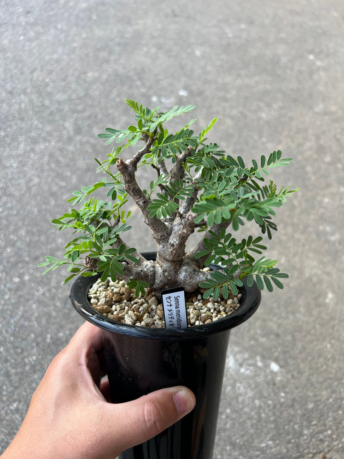 センナ・メリディオナリス　2点セット センナ メリディオナリス2 | STELLA.PLANTS