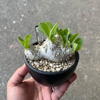 ボスウェリア　サクラ Boswellia sacra