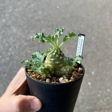 ラブラニー | STORES