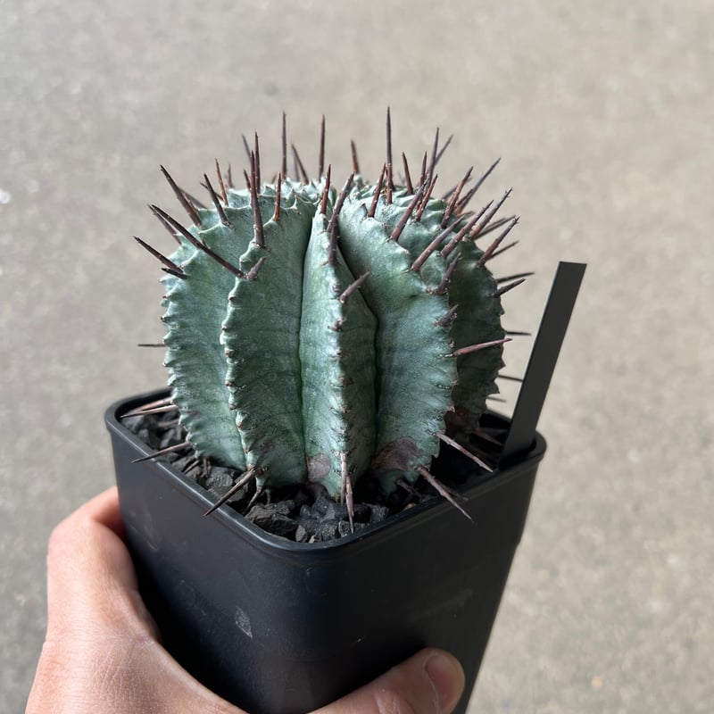 ユーフォルビア ホリダ | STELLA.PLANTS