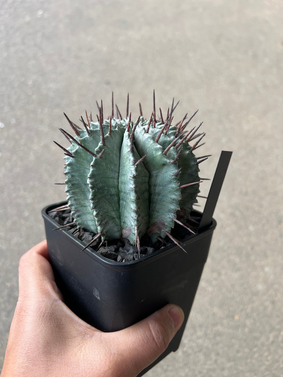 ユーフォルビア ホリダ | STELLA.PLANTS