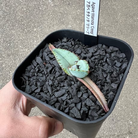 Agave titanota 'Creep'4
