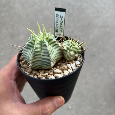 メロフォルミス | STORES 