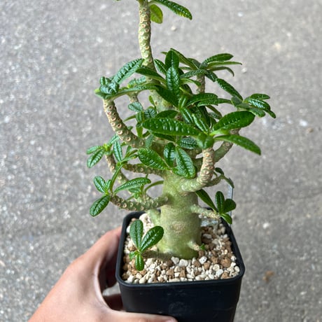 【輸入株】ドルステニアギガス　特大サイズ 輸入株】ドルステニアギガス 特大サイズ