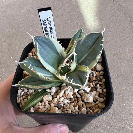 アガベsad | STORES