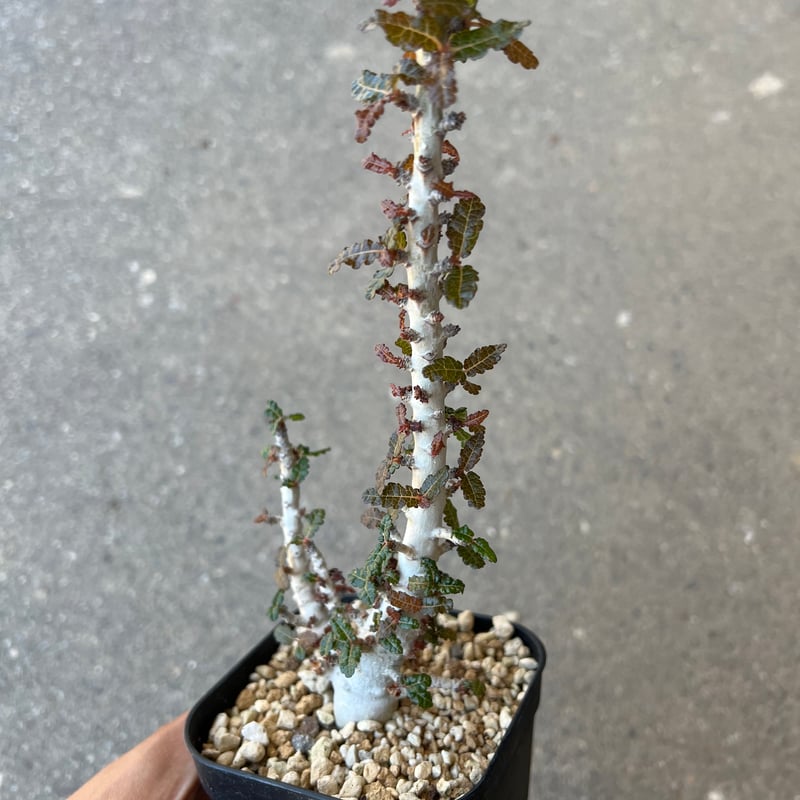 ボスウェリア ナナ | STELLA.PLANTS