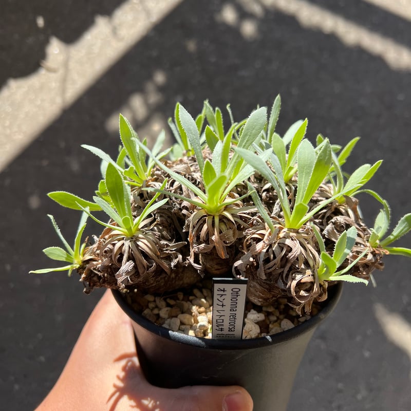 オトンナ レトロルサ | STELLA.PLANTS