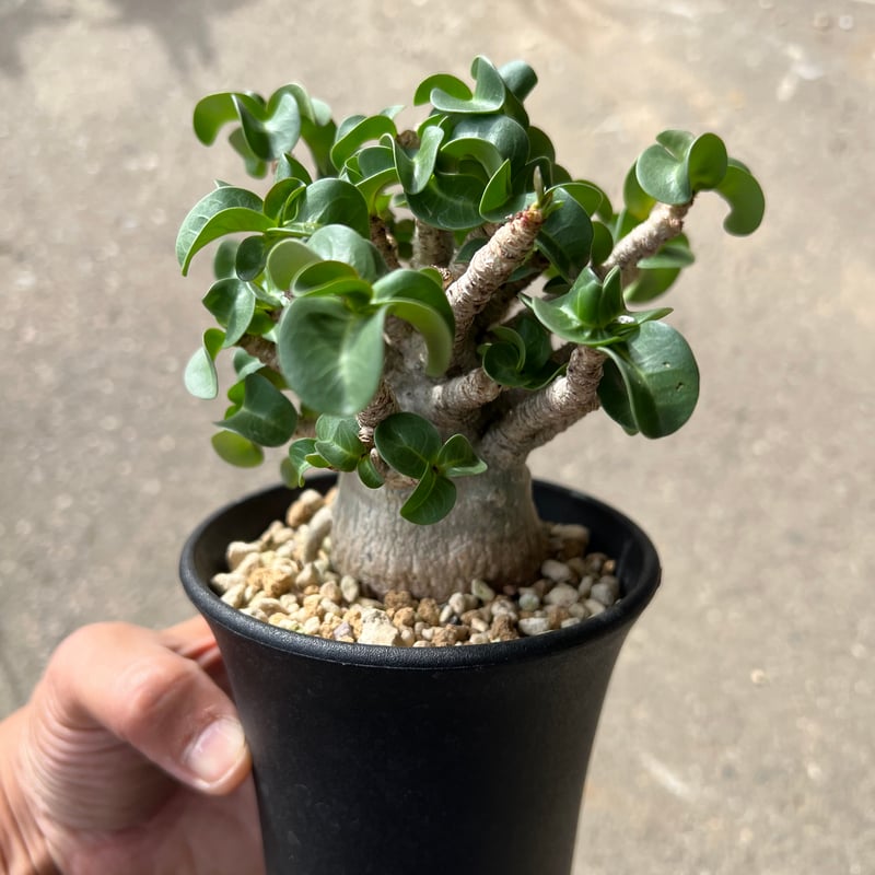 アデニウム　獅子葉　DHA D.H.A(獅子葉) – Hachi-8