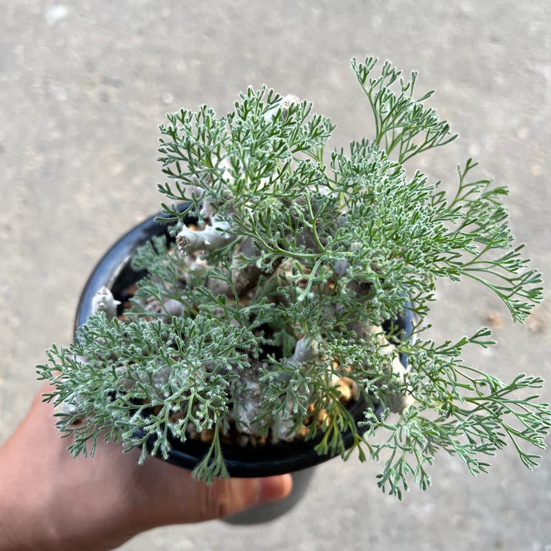 モンソニア ムルチフィダ | STELLA.PLANTS モンソニア ムルチフィダ | STELLA.PLANTS