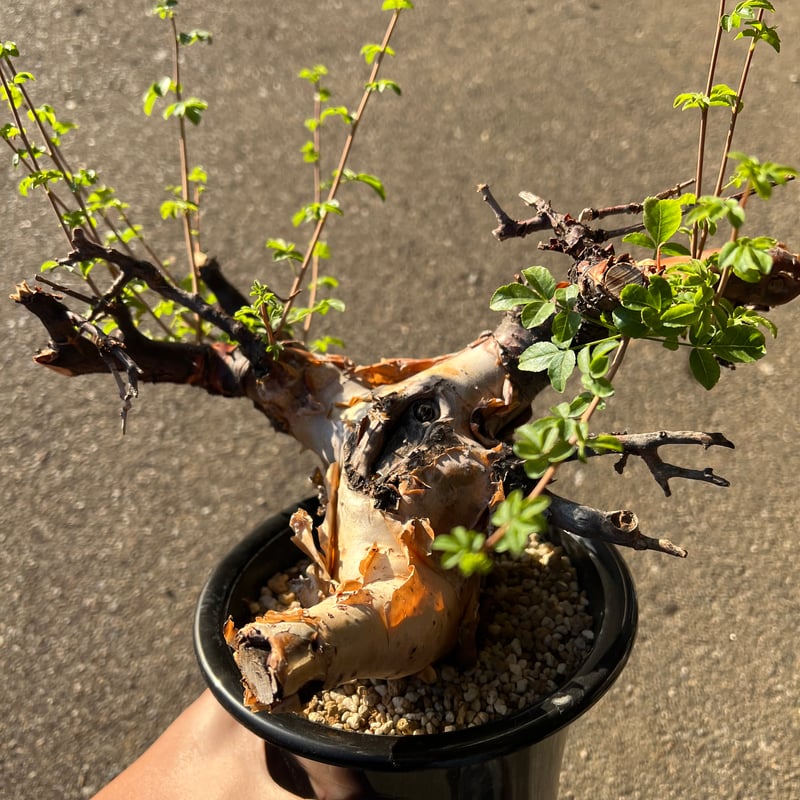 コミフォラ ボラネンシス | STELLA.PLANTS