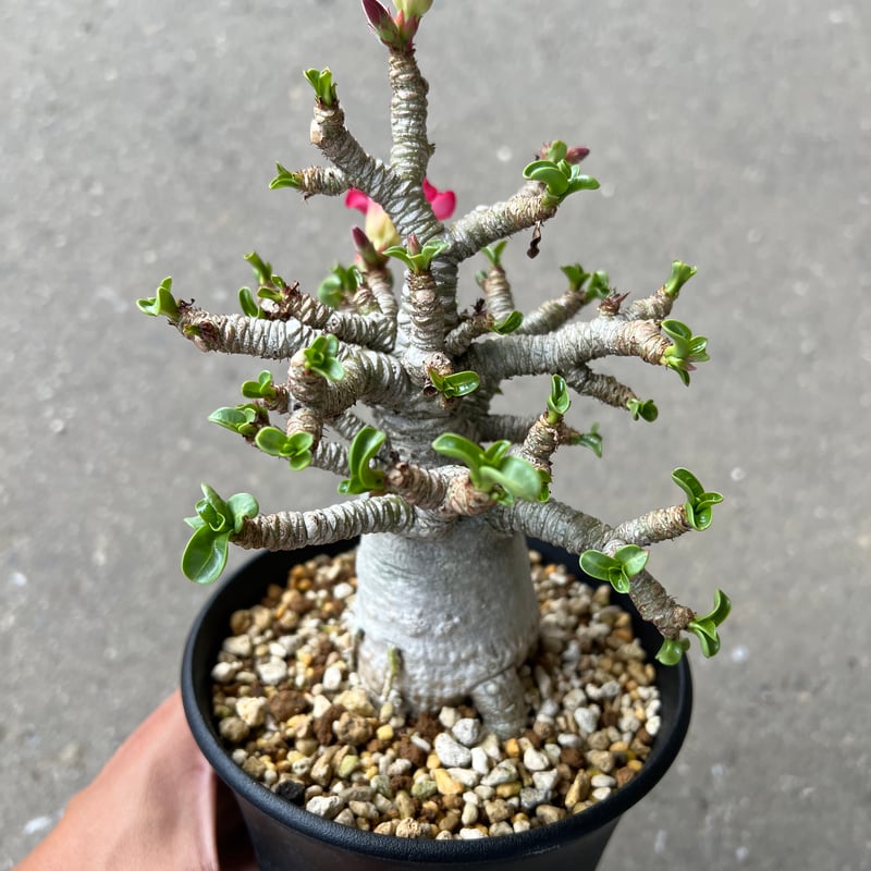 花鳥風月 【極美/獅子葉/極太/アデニウム】 DHA-7 アデニウム D.H.A (獅子葉) 「Adenium D.H.A」7/4-920 | SHO