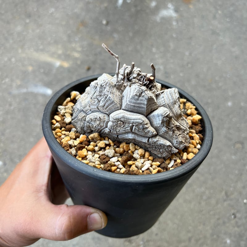 アフリカ亀甲竜 4寸3 | STELLA.PLANTS アフリカ亀甲竜 4寸3 | STELLA.PLANTS