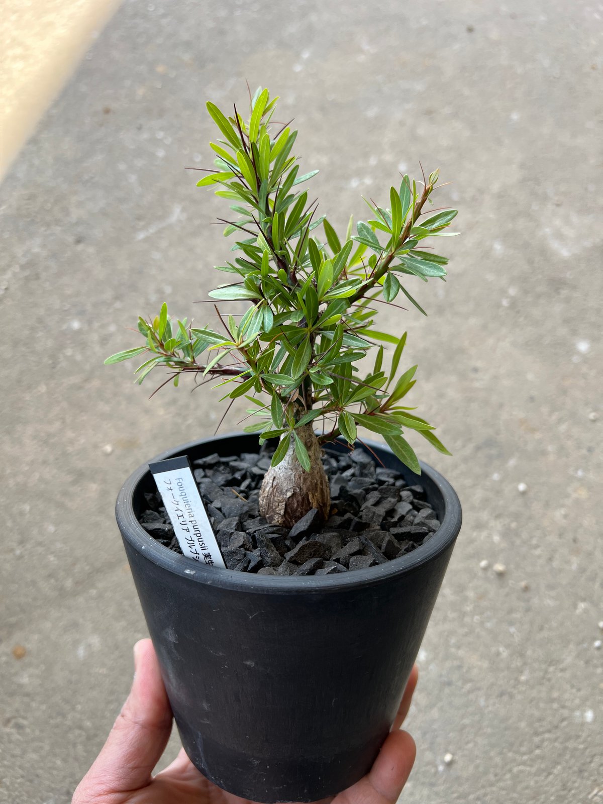 フォークイエリア　プルプシー　実生 フォークイエリア プルプシー | STELLA.PLANTS