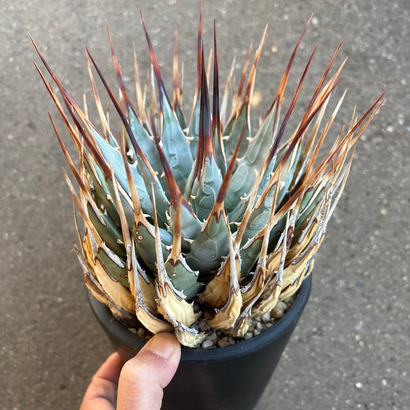 ユタエンシス　エボリスピナ ユタエンシス エボリスピナ