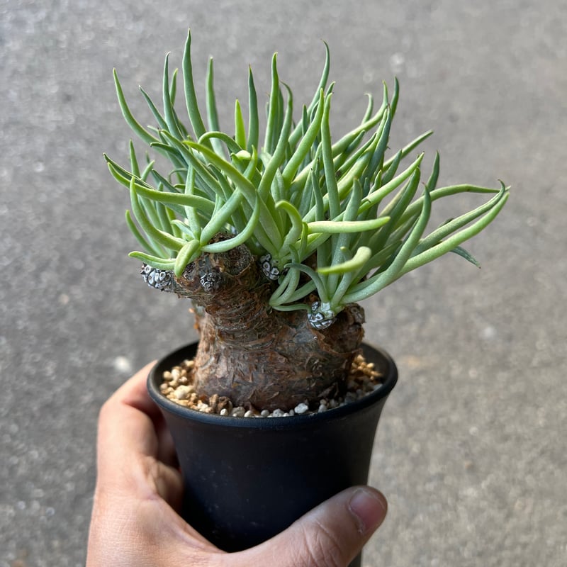 Ramat Planter #388 × チレコドン ペアルソニー 園芸ネット本店｜[ザ・ファームセレクト]チレコドン：ペアルソニー 3号