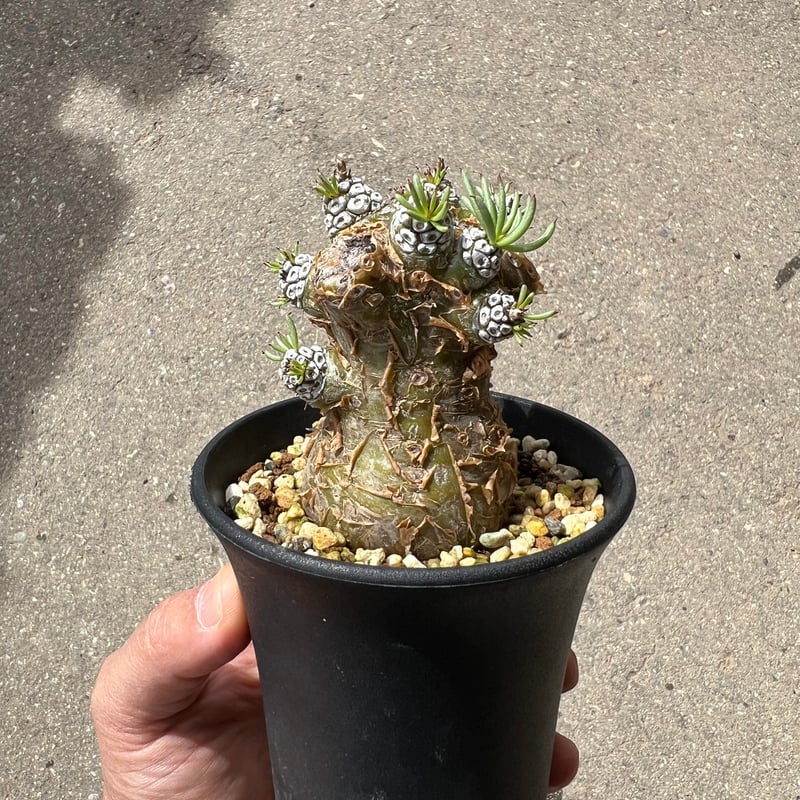 チレコドン　ペアルソニー　鉢ごと チレコドン ペアルソニー3 | STELLA.PLANTS